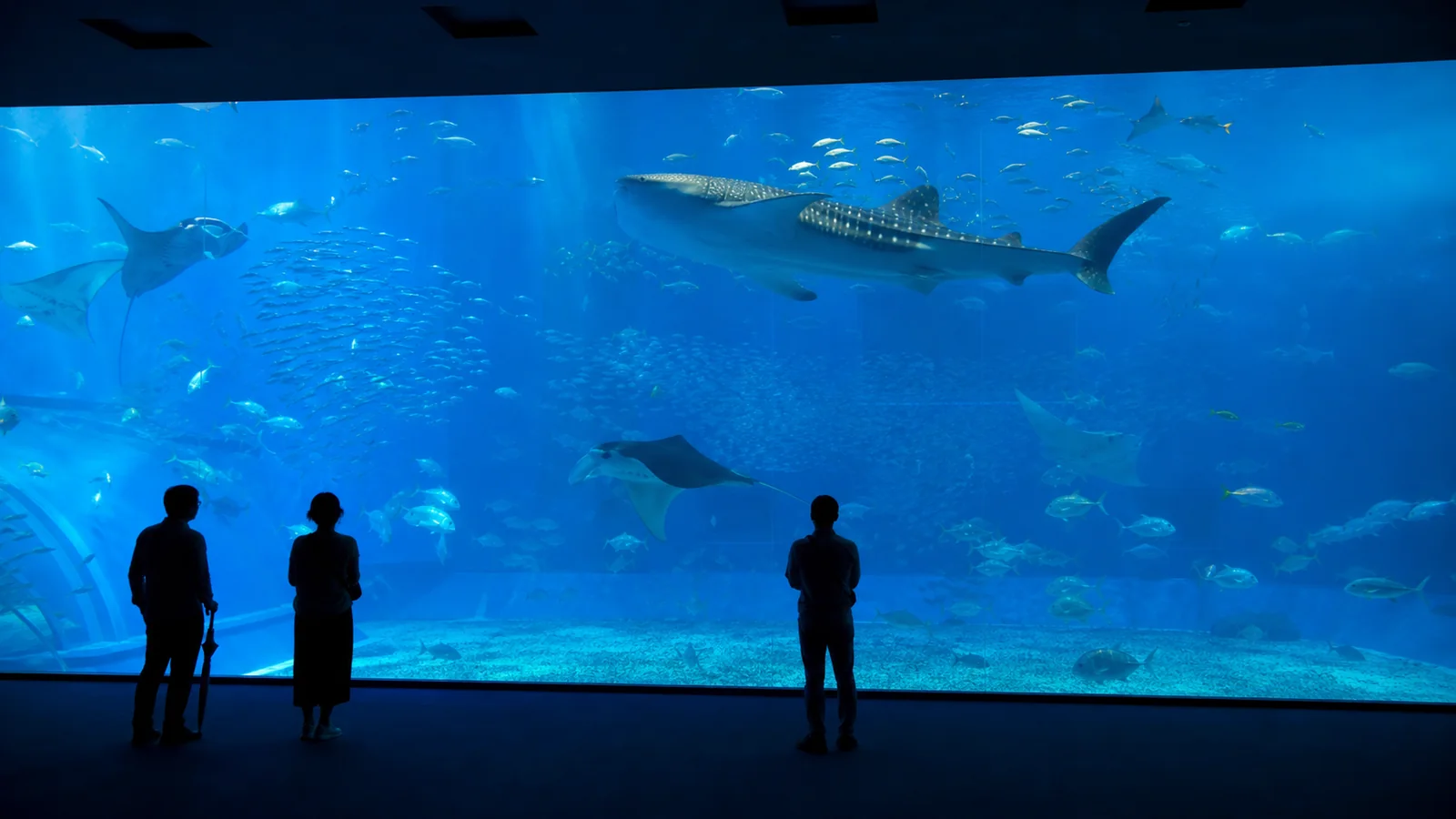 ジンベエザメとマンタが泳ぐ大水槽を眺める来館者